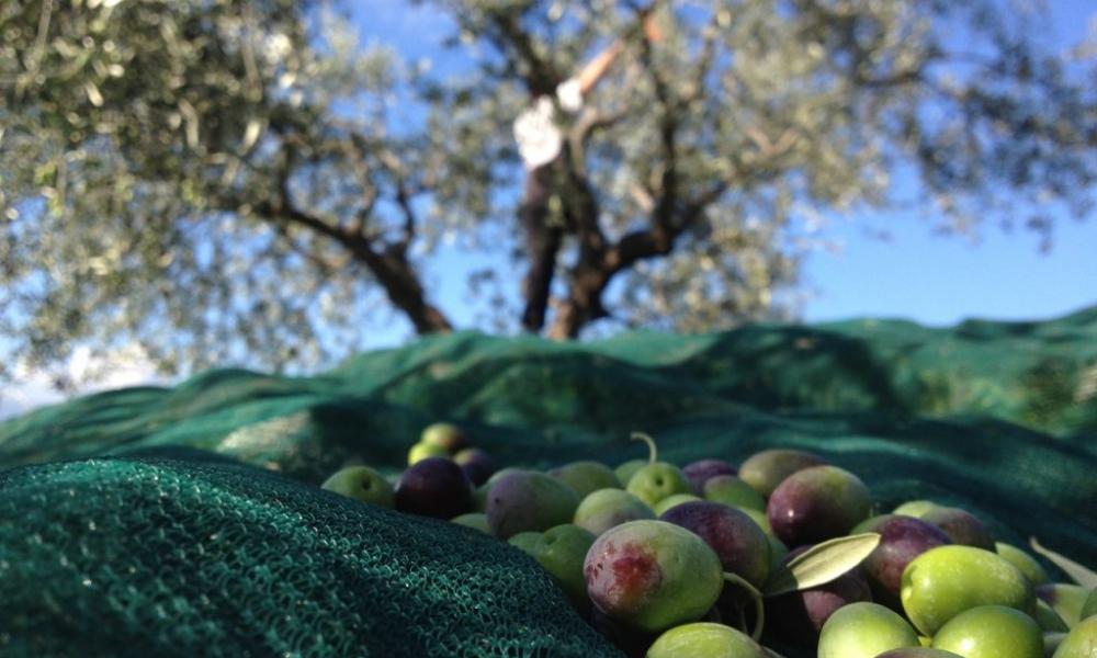 Olive harvesting