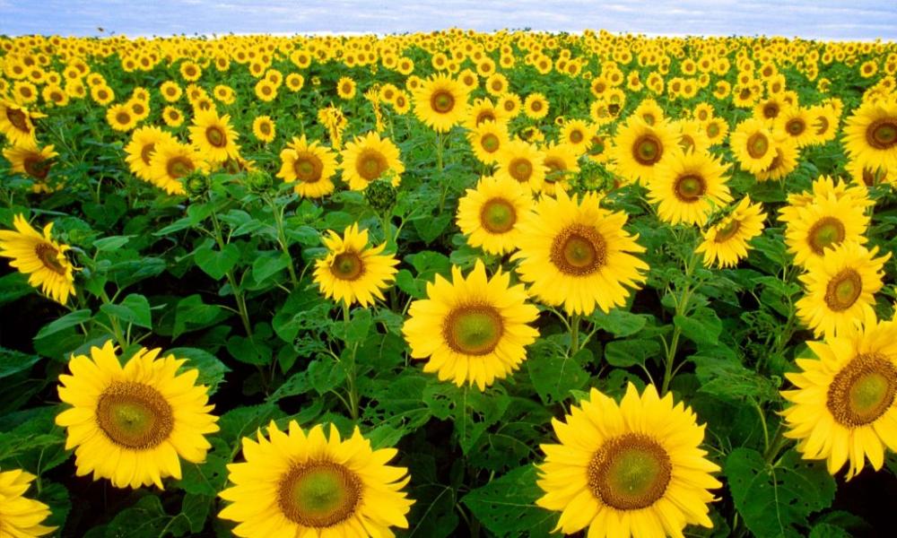 Valdichiana sunflowers