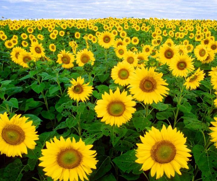 Valdichiana sunflowers